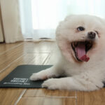 groundingMat Dog TrendRehab